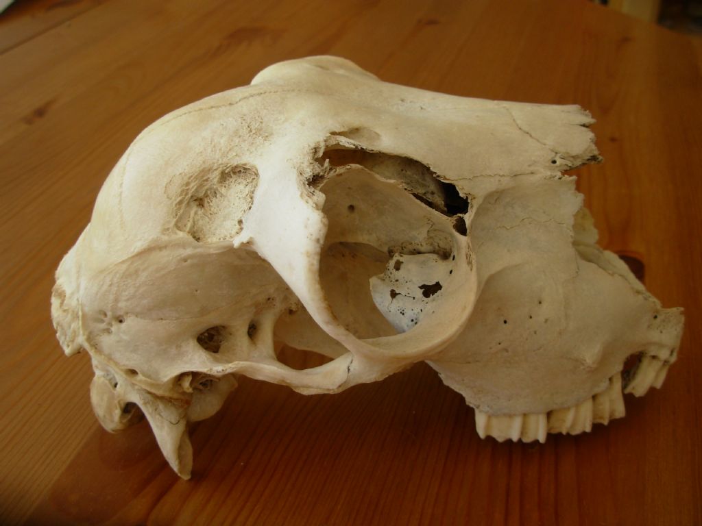 Cranio di erbivoro